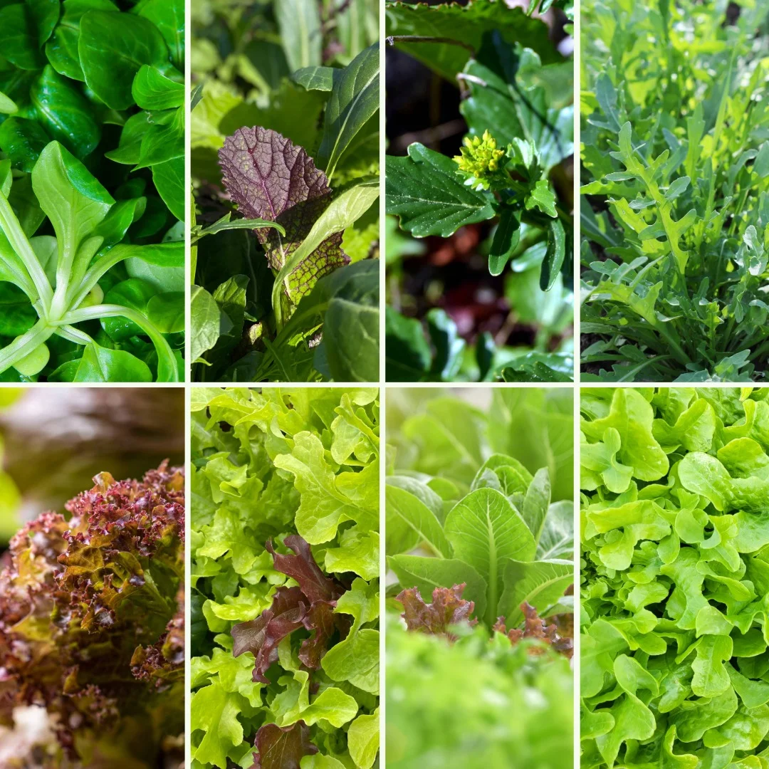 Pflanzen-Set Salatpower - Bild 4