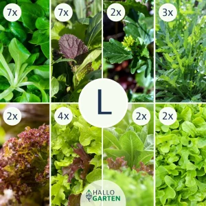 Pflanzen-Set Salatpower - Bild 3