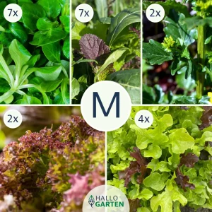 Pflanzen-Set Salatpower - Bild 2