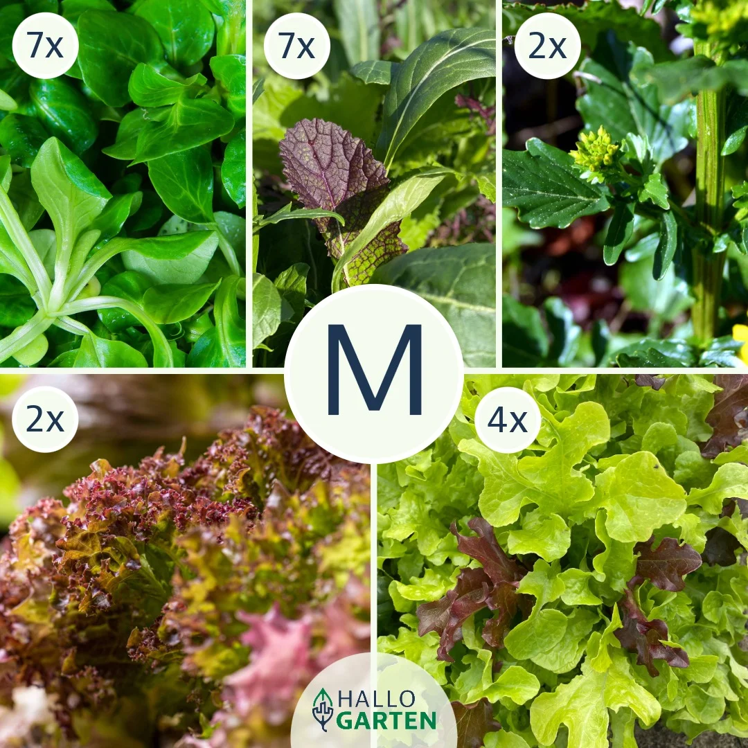 Pflanzen-Set Salatpower - Bild 2