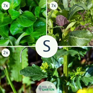 Pflanzen-Set Salatpower - Bild 1