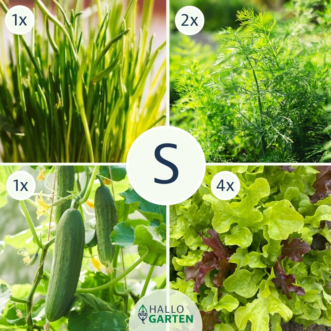 Pflanzen-Set Gartenbowl