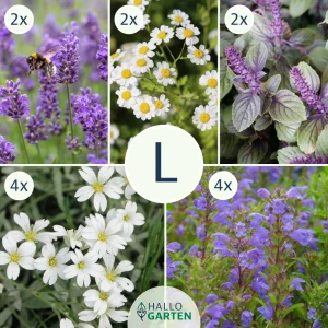 Blumen-Set Sommer in der Provence - Bild 3