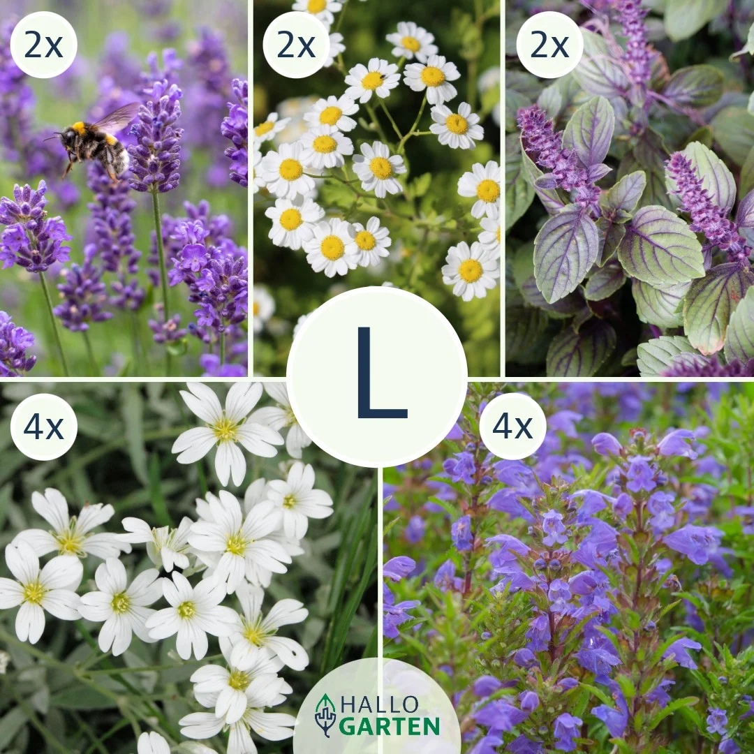 Blumen-Set Sommer in der Provence - Bild 3