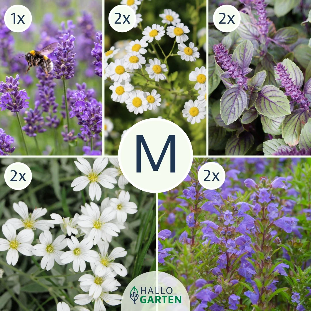 Blumen-Set Sommer in der Provence - Bild 2