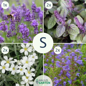 Blumen-Set Sommer in der Provence - Bild 1