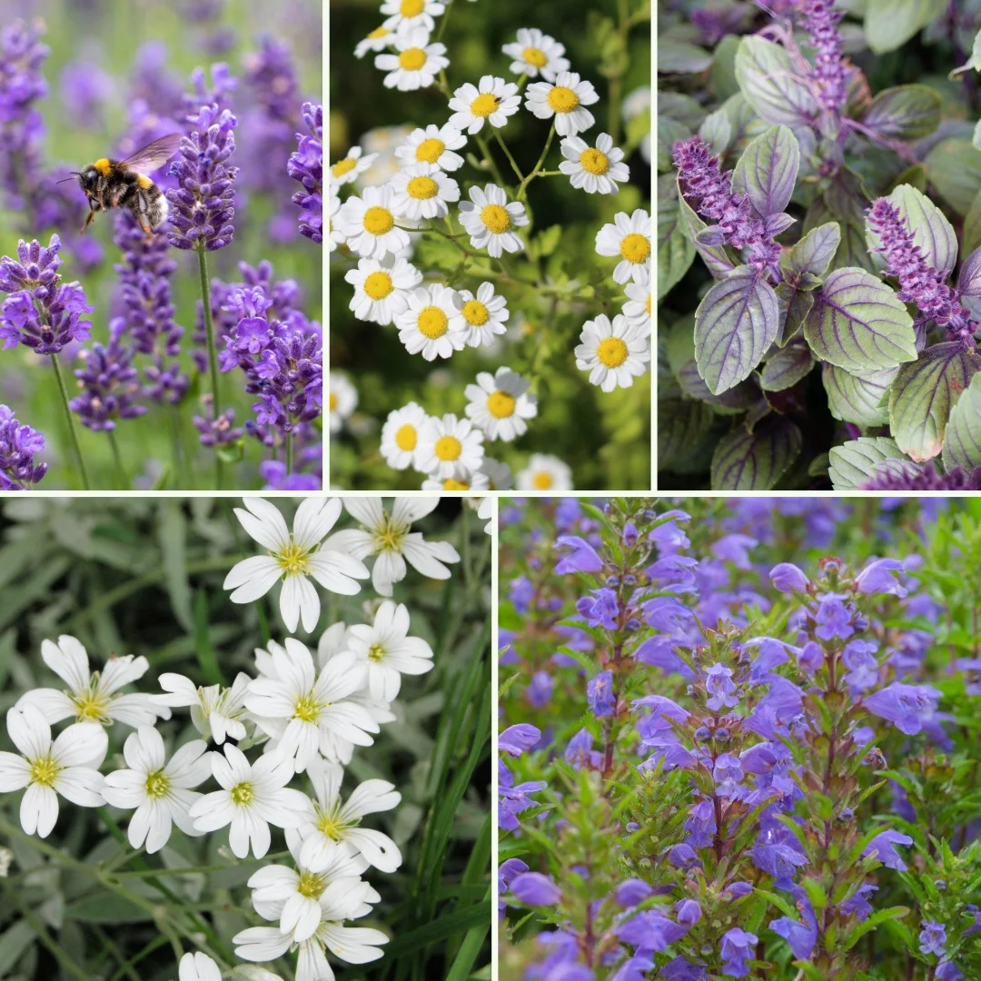 Blumen-Set Sommer in der Provence - Bild 4