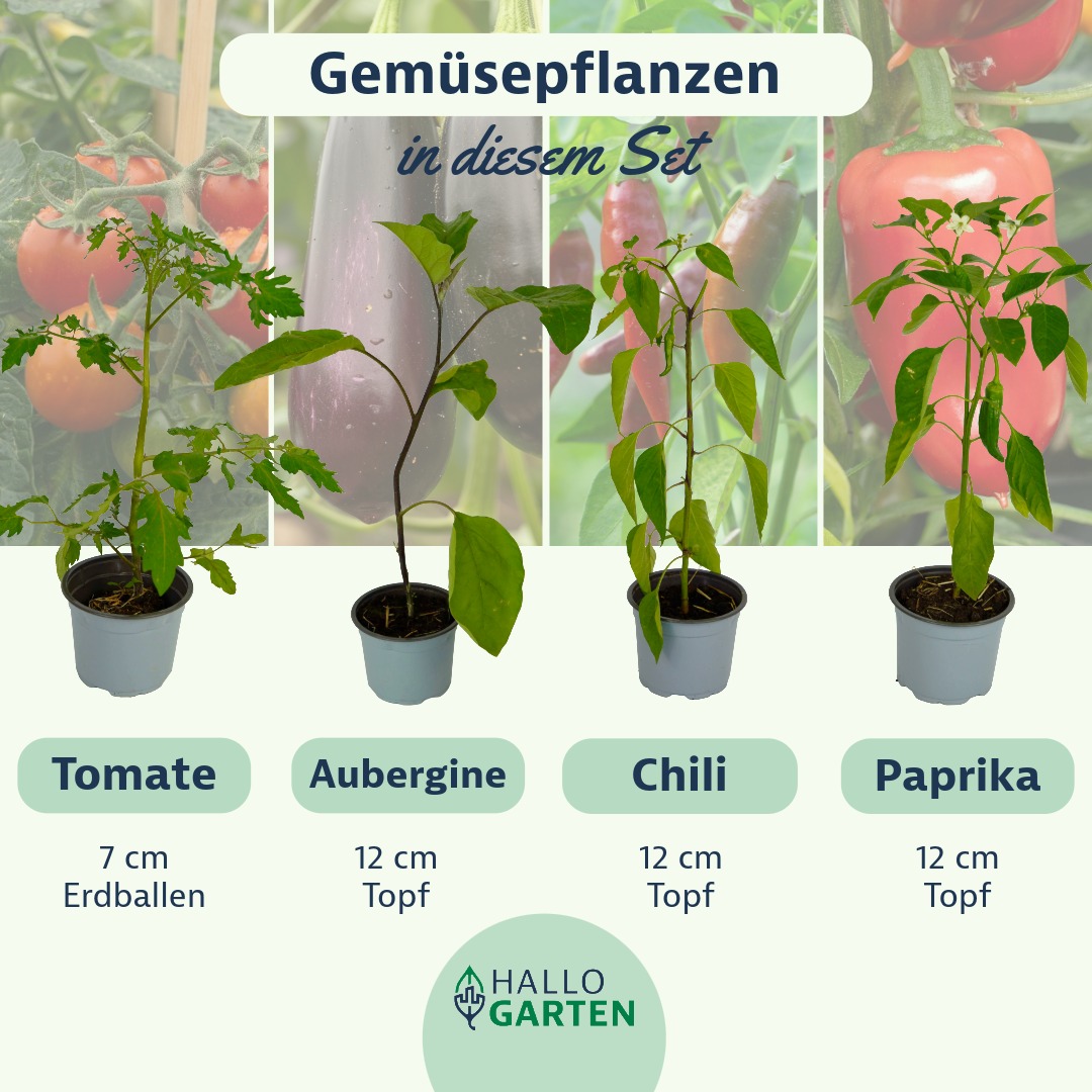 Pflanzen-Set Antipasti