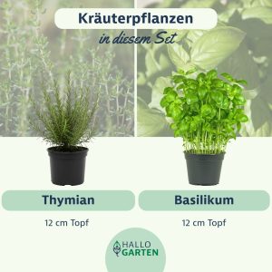 Pflanzen-Set Antipasti