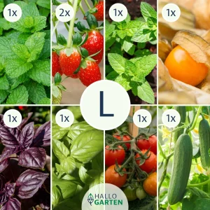 Pflanzen-Set Summervibes - Bild 3