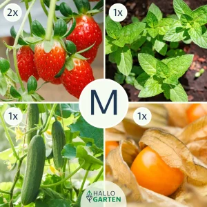 Pflanzen-Set Summervibes - Bild 2