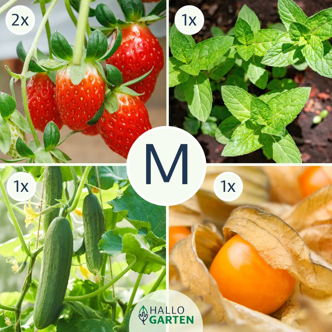 Pflanzen-Set Summervibes - Bild 2