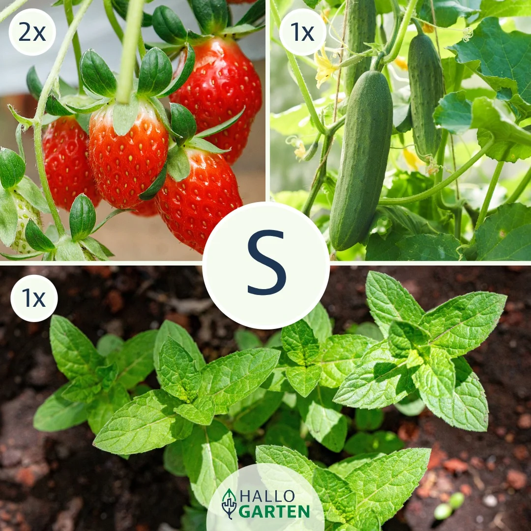 Pflanzen-Set Summervibes