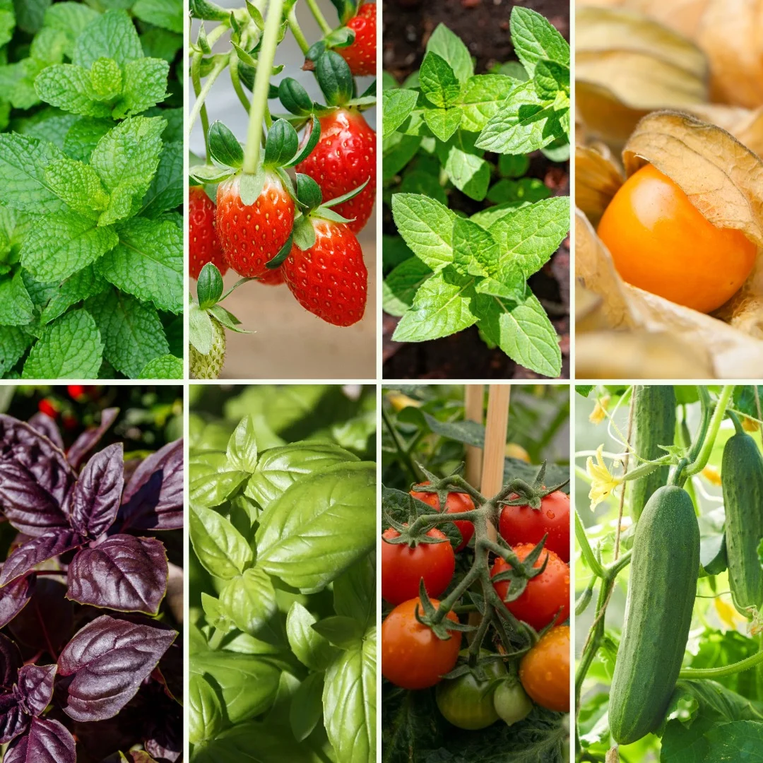 Pflanzen-Set Summervibes - Bild 4