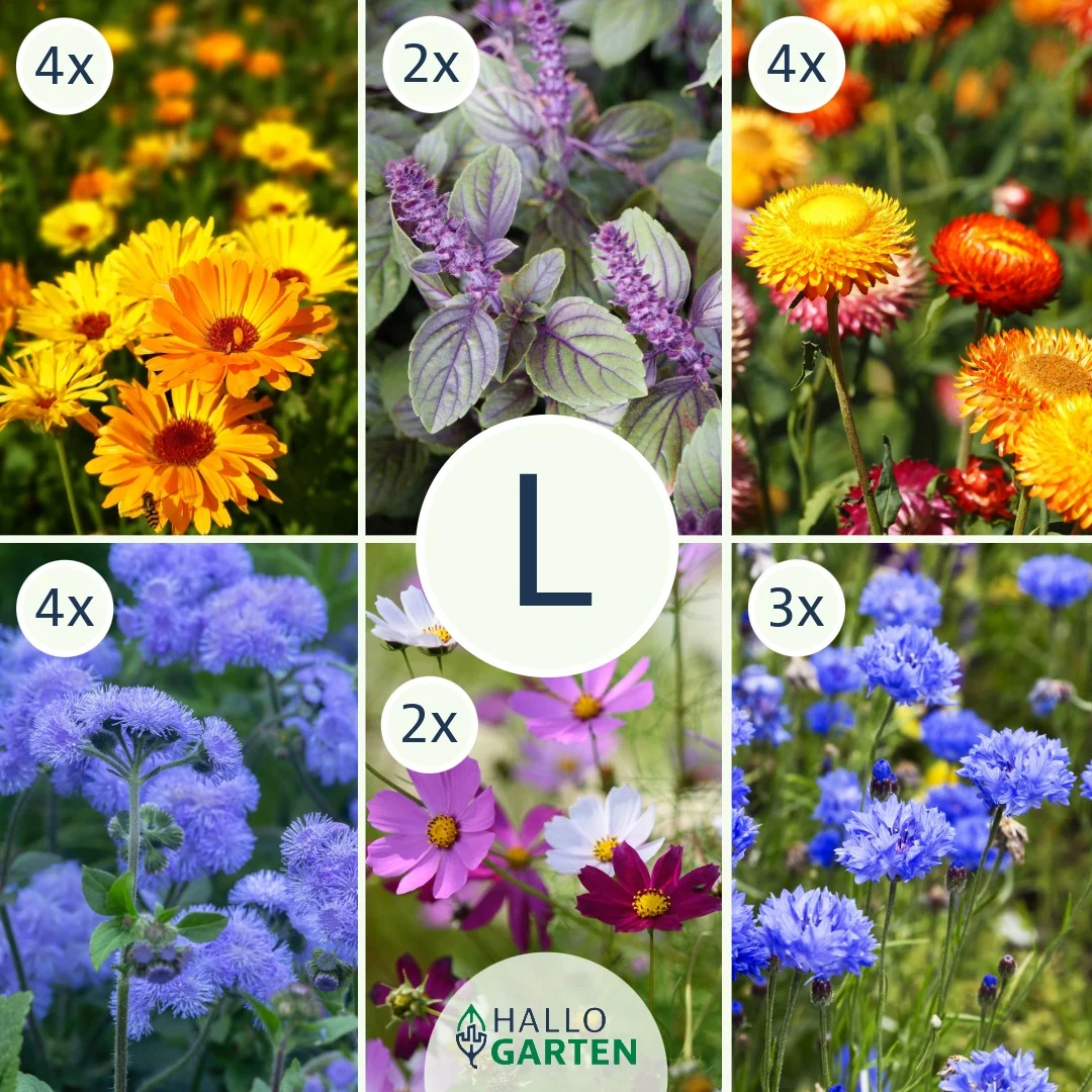 Blumen-Set Cottage Garden - Bild 3