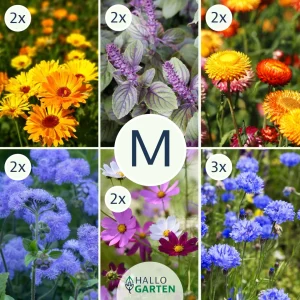 Blumen-Set Cottage Garden - Bild 2