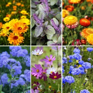 Blumen-Set Cottage Garden