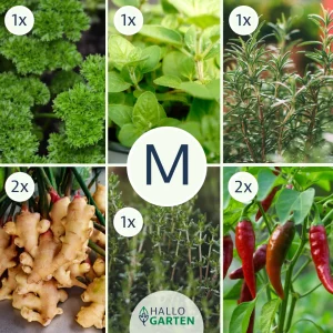 Pflanzen-Set Würzige Meisterwerke - Bild 2