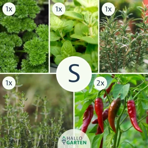 Pflanzen-Set Würzige Meisterwerke - Bild 1