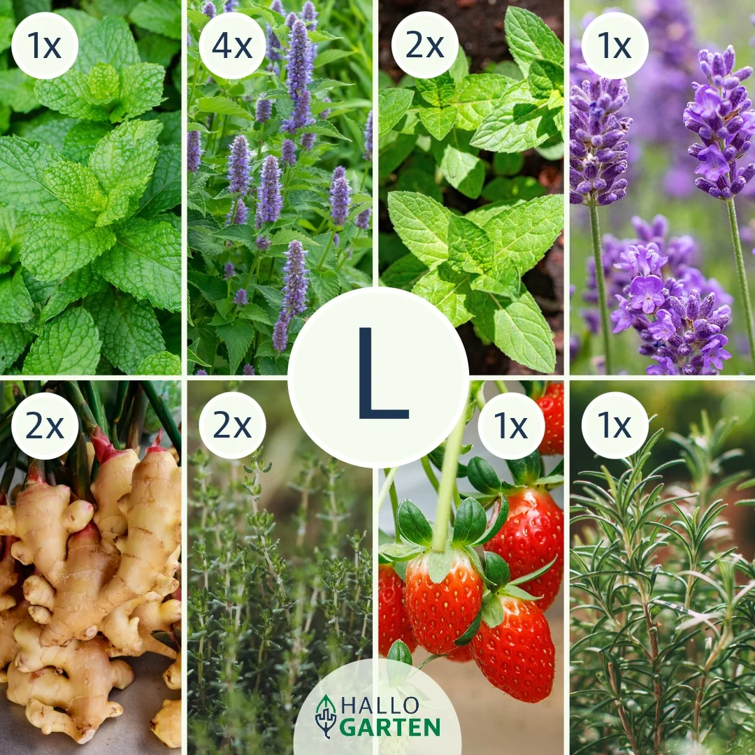 Pflanzen-Set Spritzig und Frisch - Bild 3