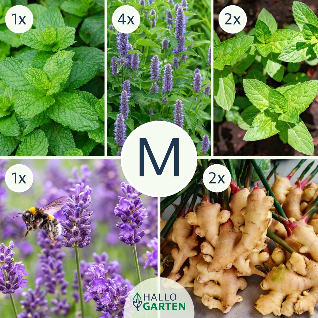 Pflanzen-Set Spritzig und Frisch - Bild 2