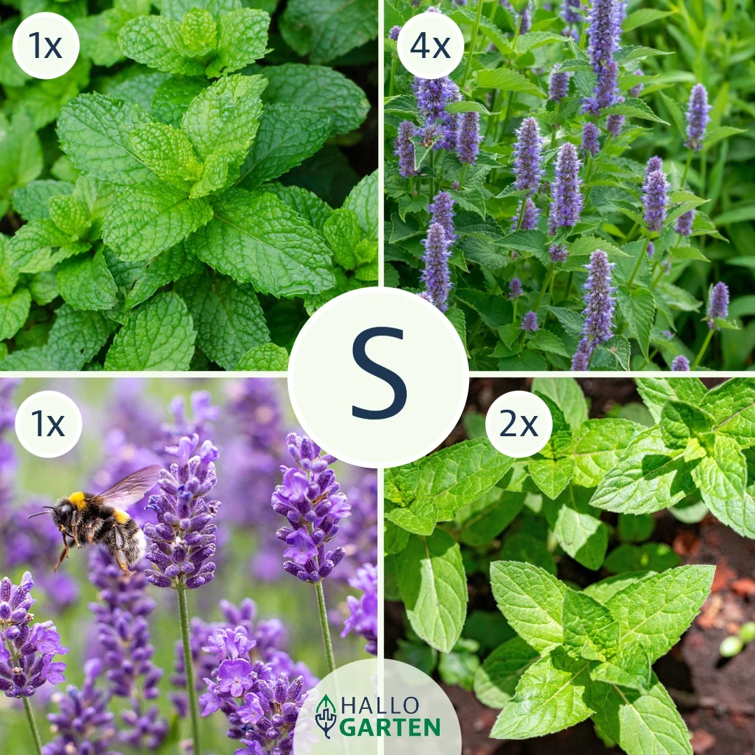 Pflanzen-Set Spritzig und Frisch