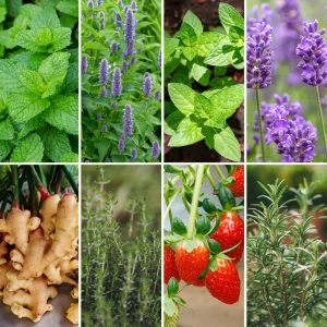 Pflanzen-Set Spritzig und Frisch