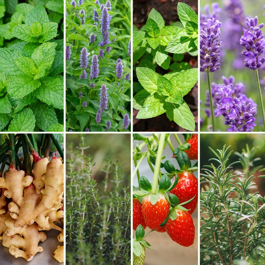 Pflanzen-Set Spritzig und Frisch - Bild 4