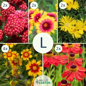 Blumen-Set Sommerfeuer - Bild 3