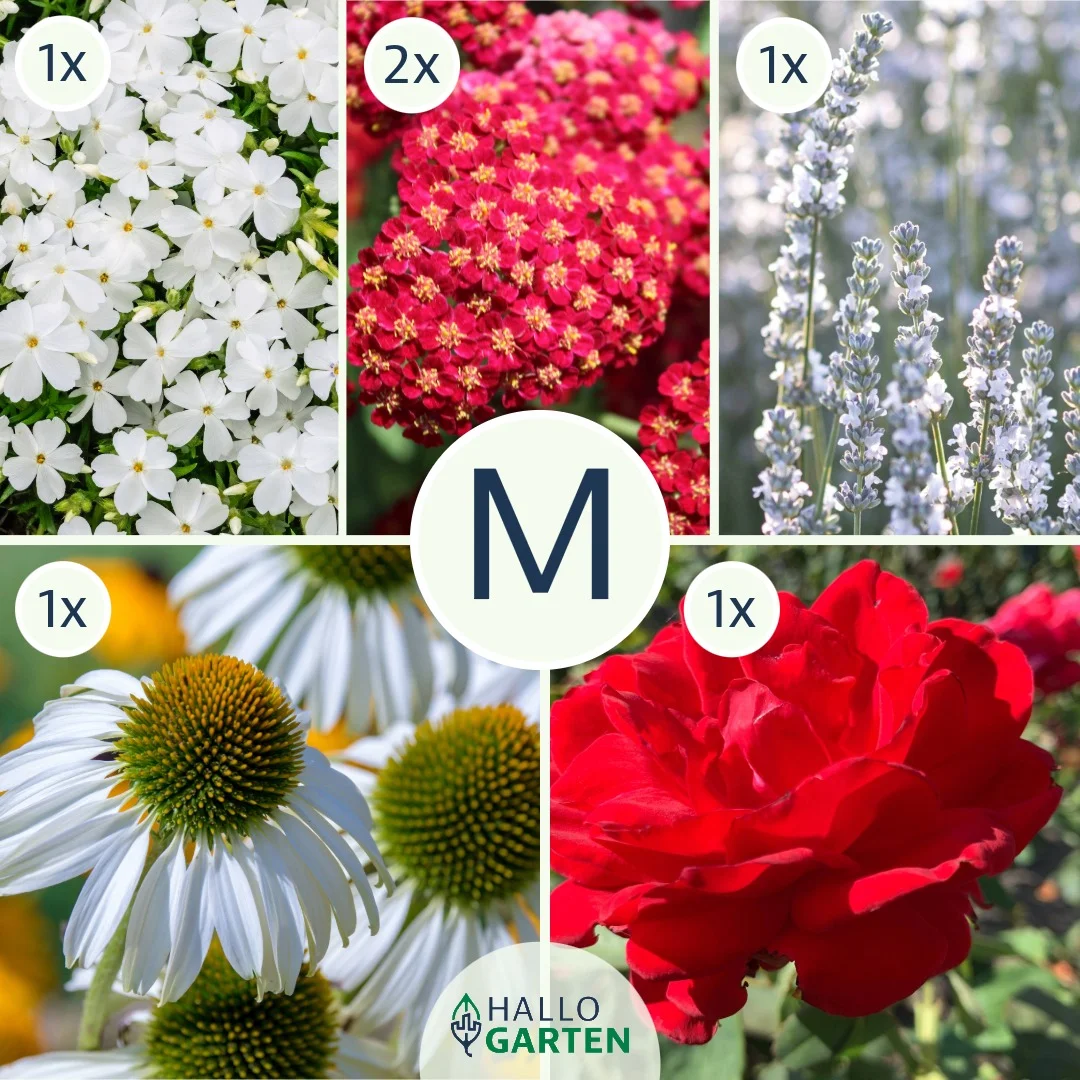 Blumen-Set Schneeweißchen und Rosenrot - Bild 2