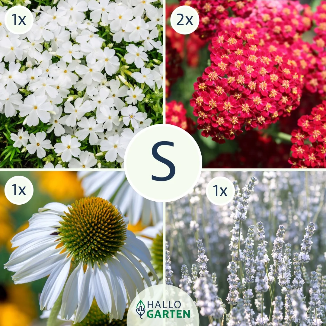 Blumen-Set Schneeweißchen und Rosenrot