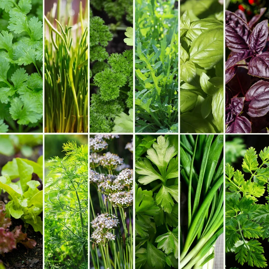 Pflanzen-Set Kräuterfreunde - Bild 4