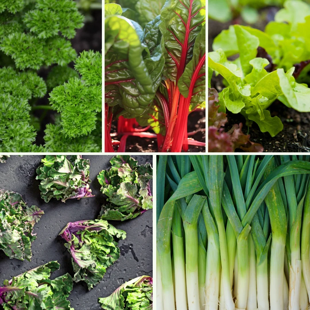 Pflanzen-Set Herbstfrische - Bild 3