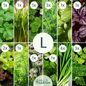 Pflanzen-Set Kräuterfreunde - Bild 3
