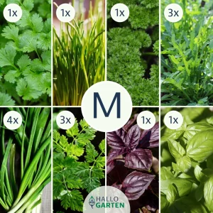 Pflanzen-Set Kräuterfreunde - Bild 2