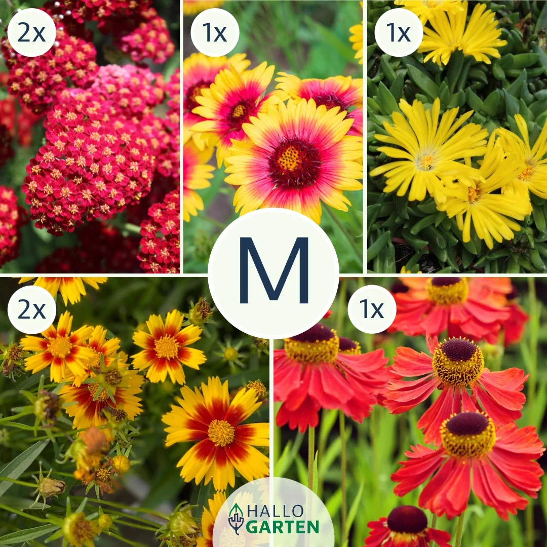 Blumen-Set Sommerfeuer - Bild 2