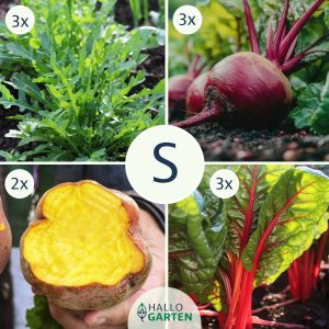 Pflanzen-Set Gemüsevergnügen - Bild 1