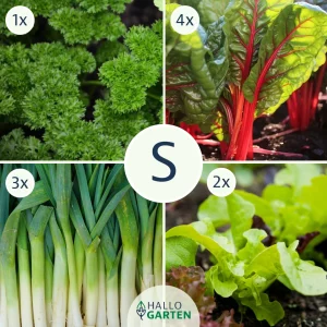 Pflanzen-Set Herbstfrische - Bild 1