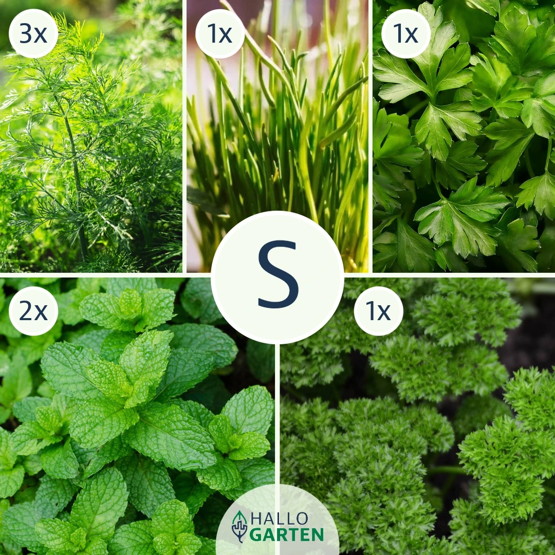 Pflanzen-Set KräuterKick