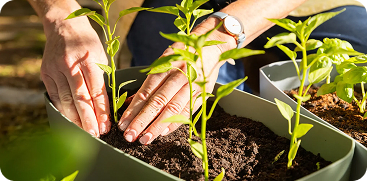 Ready-to-Grow Gärten