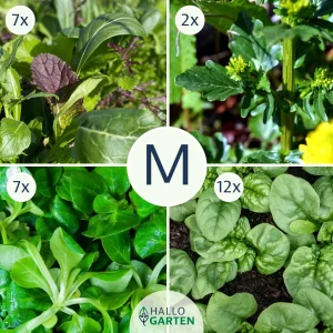 Pflanzen-Set Winterlich Vital - Bild 2