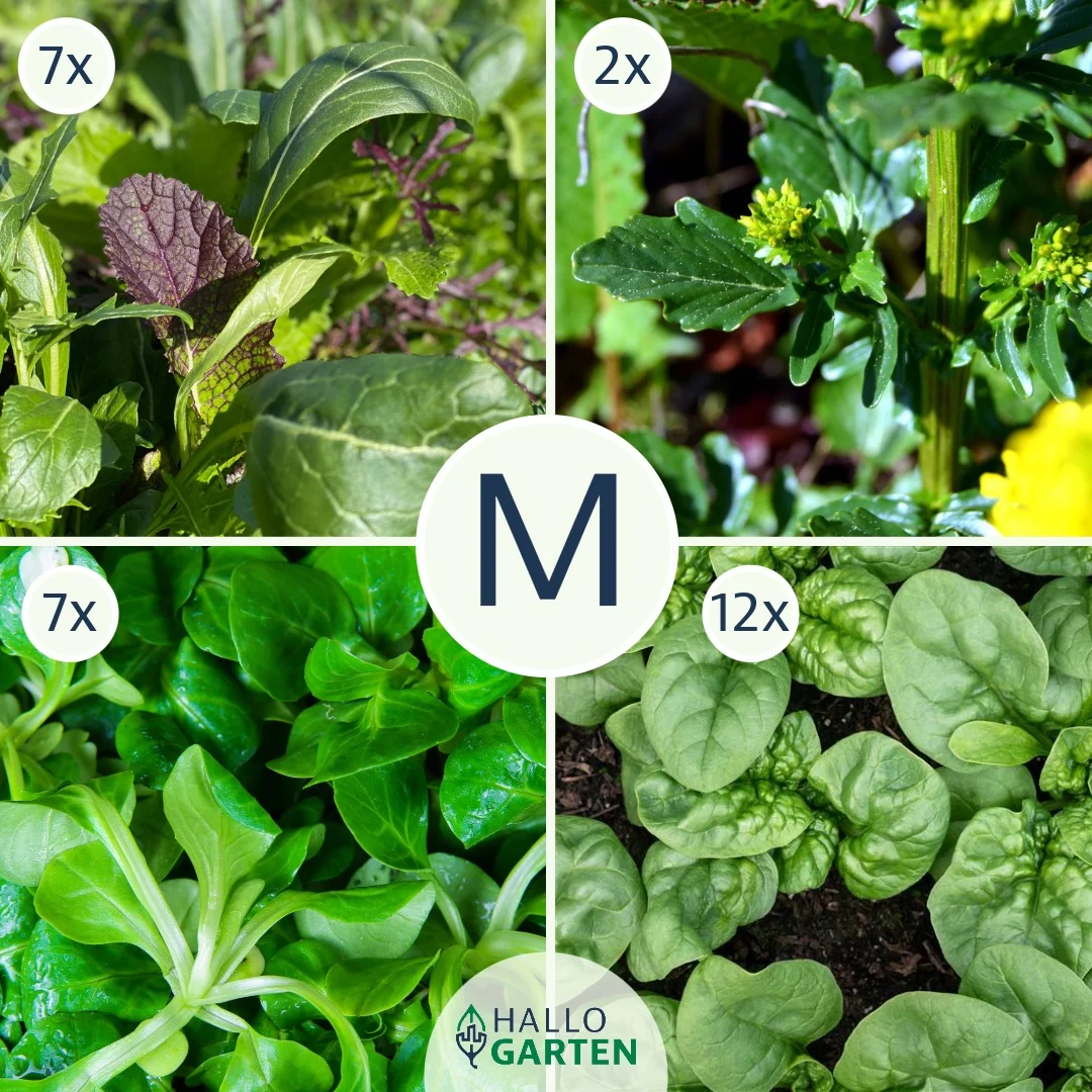 Pflanzen-Set Winterlich Vital - Bild 2