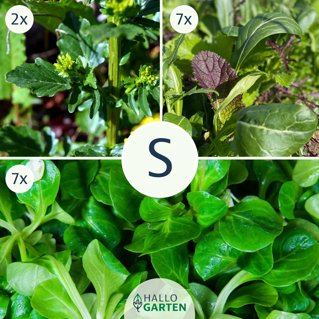 Pflanzen-Set Winterlich Vital