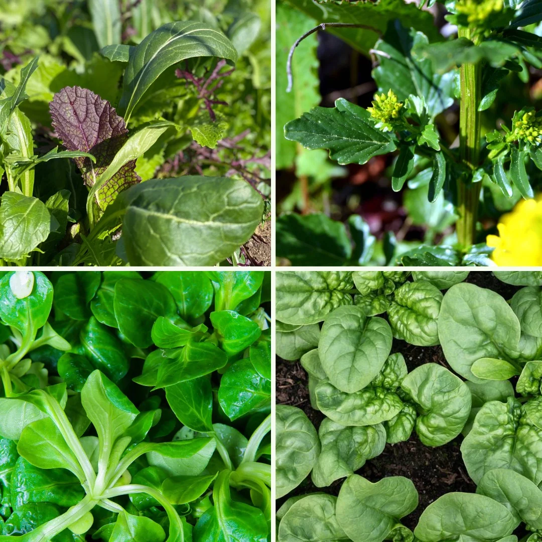 Pflanzen-Set Winterlich Vital - Bild 3