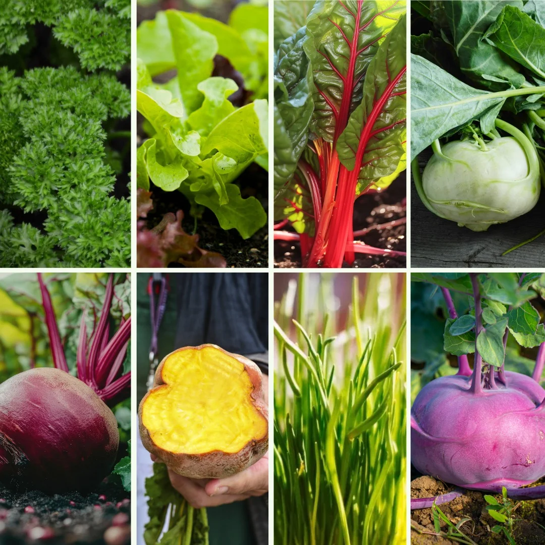 Pflanzen-Set Gesund und Bunt - Bild 4