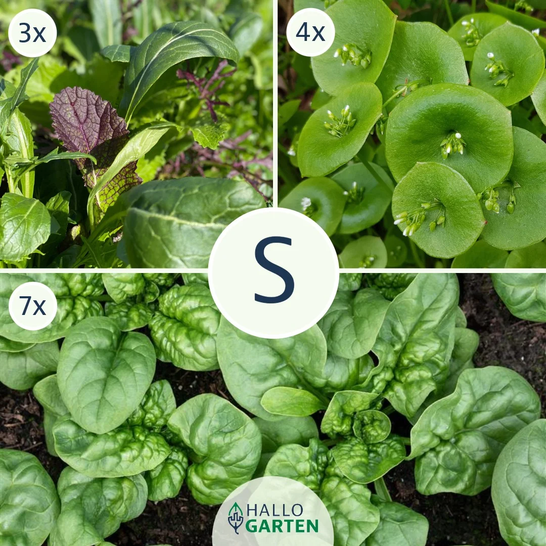 Pflanzen-Set Wintergrün