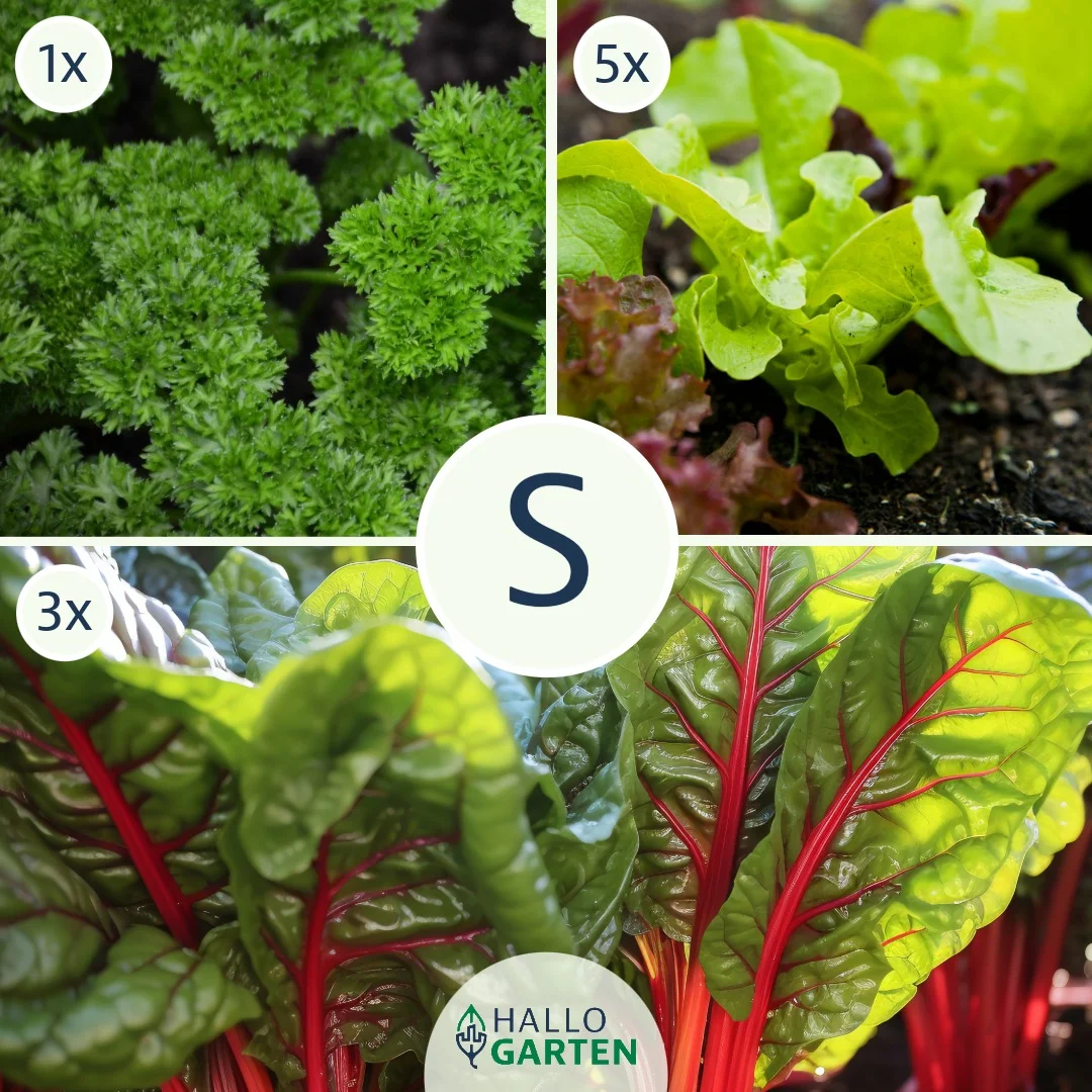 Pflanzen-Set Gesund und Bunt