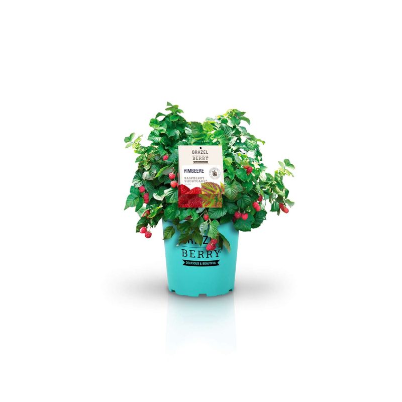 Himbeere - Rubus 'BrazelBerry' ® 'Raspberry Shortcake'
