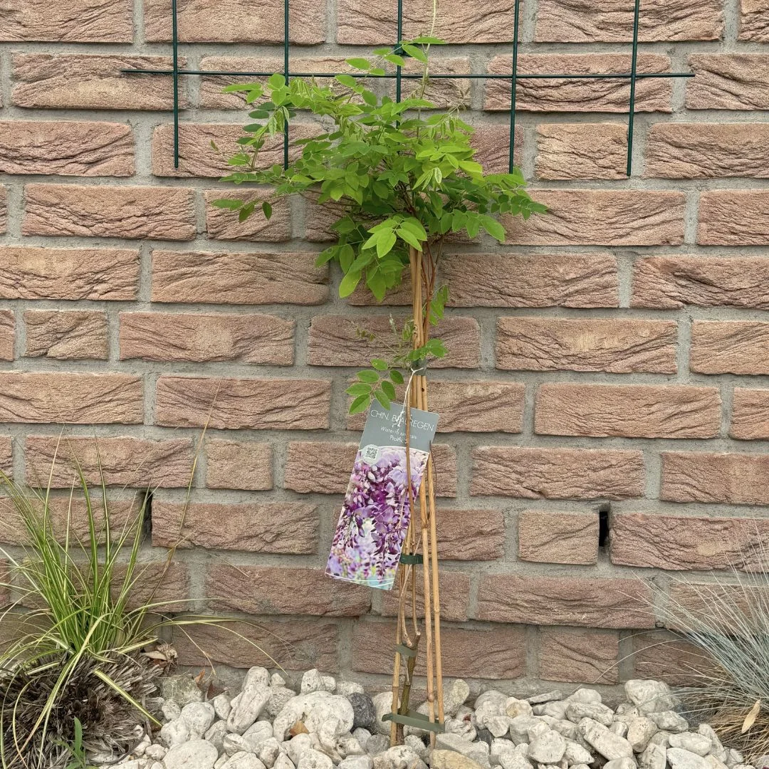 Blauregen - Wisteria sinensis 'Prolific'