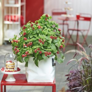 Himbeere - Rubus 'BrazelBerry' ® 'Raspberry Shortcake' C 5